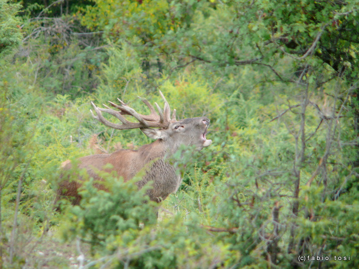 Alla corte di Sua Maest l''Unicorno - (fotoracconto fantasy)